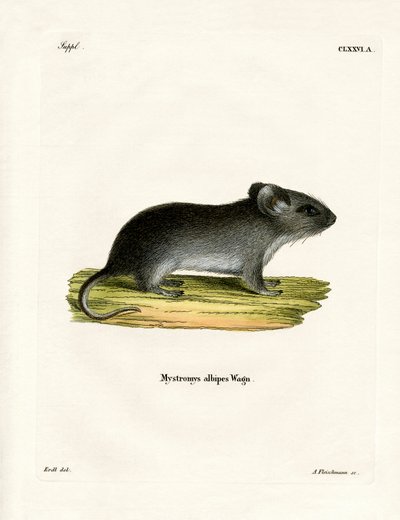 Myš běloocasá (barevné gravírování) od German School