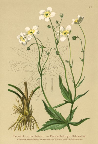 Bílé mládenecké knoflíky (Ranunculus aconitifolius) od German School