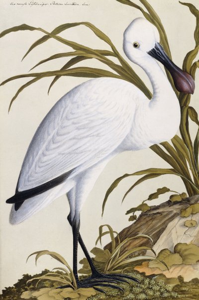 White Spoon Bill, 1750-1800 od German School
