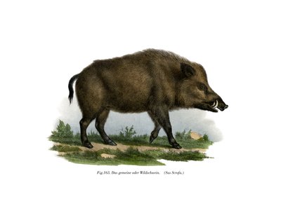 Divoké prase, 1860 od German School