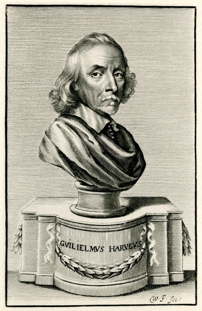 William Harvey od German School