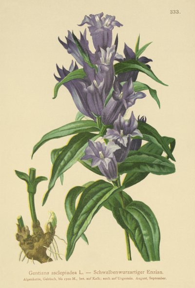 Hořec vrbový (Gentiana asclepiadea) od German School