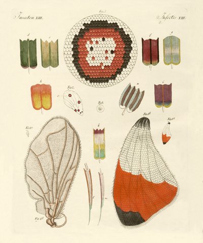 Křídlo motýla od German School