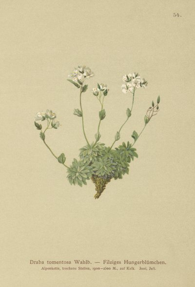 Wolley Whitlow-grass (Draba tomentosa) od German School