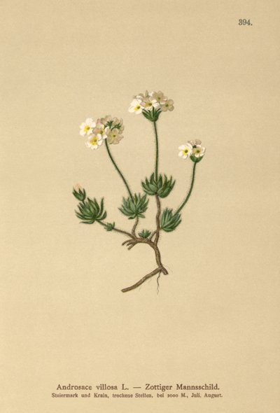 Wolly Rock Jasmine (Androsace villosa) od German School