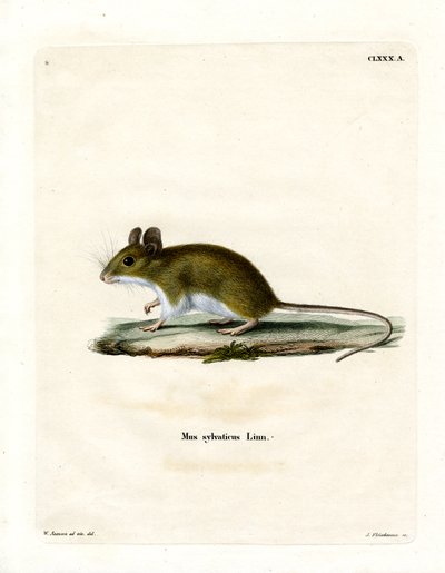 Wood Mouse (barevné gravírování) od German School