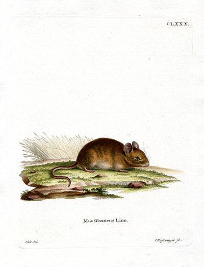 Wood Mouse (barevné gravírování) od German School