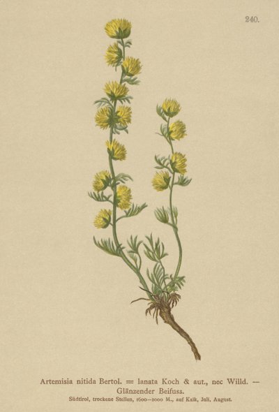 Pelyněk pravý (Artemisia nitida, Artemisia lantana) od German School