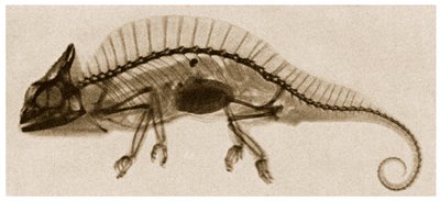 X Ray of a Chameleon kolem roku 1890 od German School