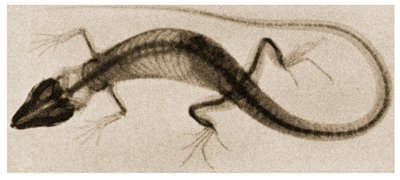X Ray of a Lizard c.1890 od German School
