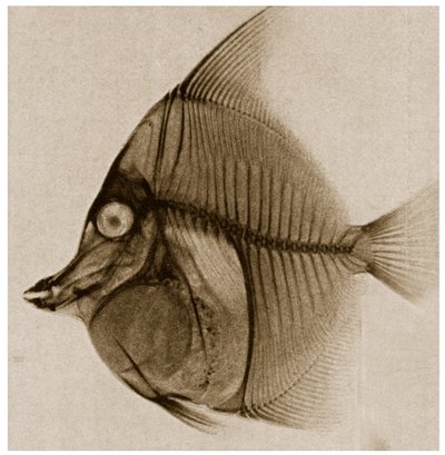 X Ray of a fish c.1890 od German School