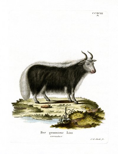 Yak (barevné rytí) od German School