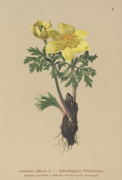 Žlutá sasanka (Anemone sulfurea, Anemone sulphurea, Pulsatilla alpina) od German School
