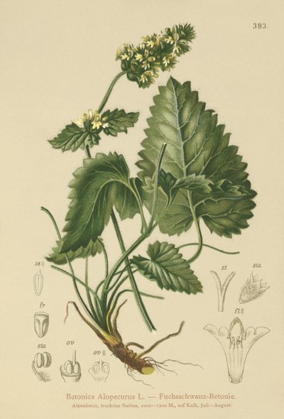 Betonie žlutá (Betonica Alopecurus, Stachys alopecuros) od German School
