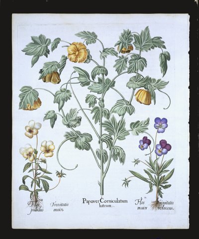 Žlutý mák rohatý, z Hortus Eystettensis od Basila Beslera (1561-1629), hospoda. 1613 (ručně kolorovaná rytina) od German School