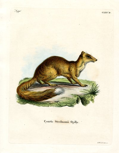 Yellow Mongoose (barevné rytí) od German School