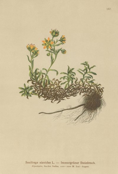 Lomikámen žlutý (Saxifraga aizoides) od German School