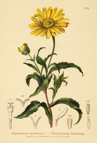 Žluté volské oko (Buphthalmum salicifolium) od German School