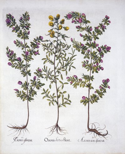 Yellow Rest-Harrow, Pink Rest-Harrow a Pink Thorny Rest-Harrow, od Hortus Eystettensis, od Basila Beslera (1561-1629), hospoda. 1613 (ručně kolorovaná rytina) od German School