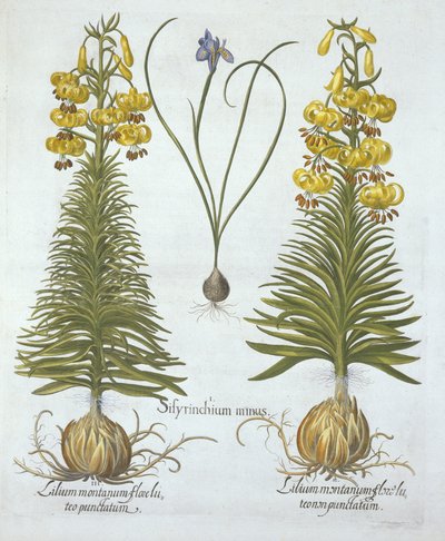 Žlutá turkscapová lilie s cibulkou a zakrslou modrookou trávou,, od Hortus Eystettensis, od Basila Beslera (1561-1629), hospoda. 1613 (ručně kolorovaná rytina) od German School