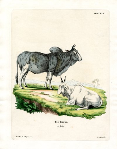 Zebu (barevné rytí) od German School
