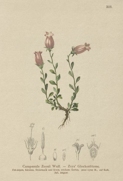 Zois Bellflower (Campanula Zoysii) od German School