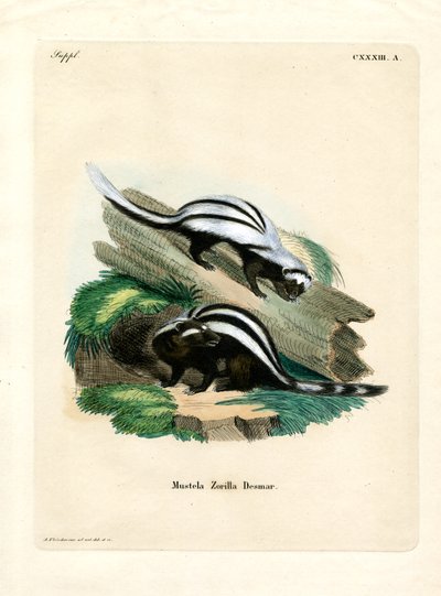 Zorilla (barevné rytí) od German School