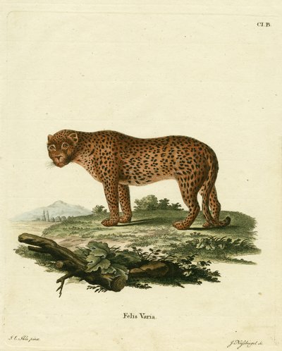 panter (barevná rytina) od German School