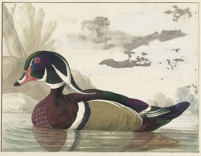 kachna karolina od Gerrit van den Heuvel