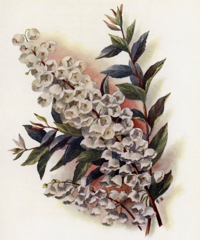 Andromeda Speciosa v Cassinefolia od Gertrude Hamilton
