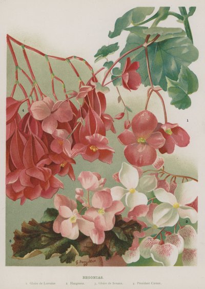 Begónie od Gertrude Hamilton