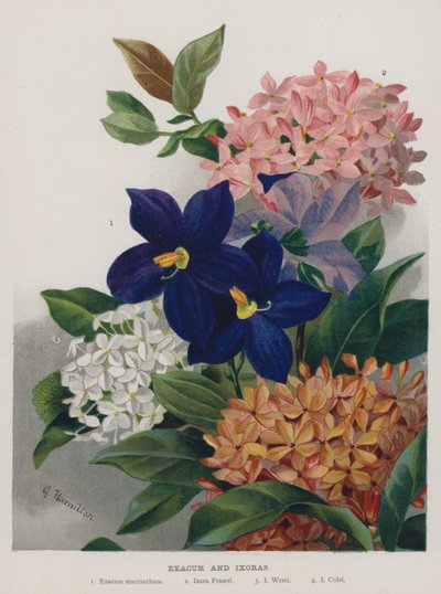 Exacum a Ixoras od Gertrude Hamilton