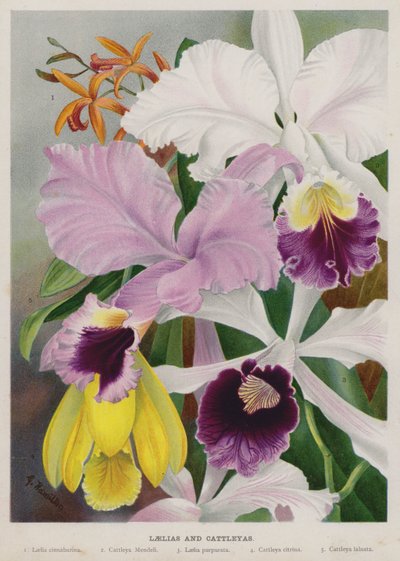 Laelias a Cattleyas od Gertrude Hamilton