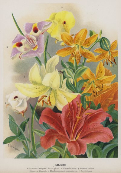 Lilie od Gertrude Hamilton