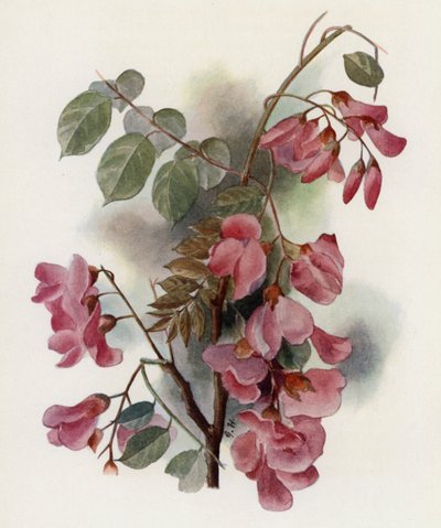 Robinia Hispida od Gertrude Hamilton