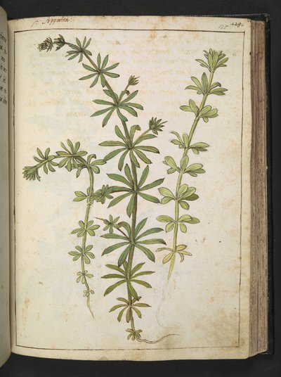 Rostlina se zelenými listy, z "Paintings of Flora of the Roman States" od Gherardo Cibo, Add MS 22333, f125r, c.1564-84 (akvarel a kvaš na papíře) od Gherardo Cibo