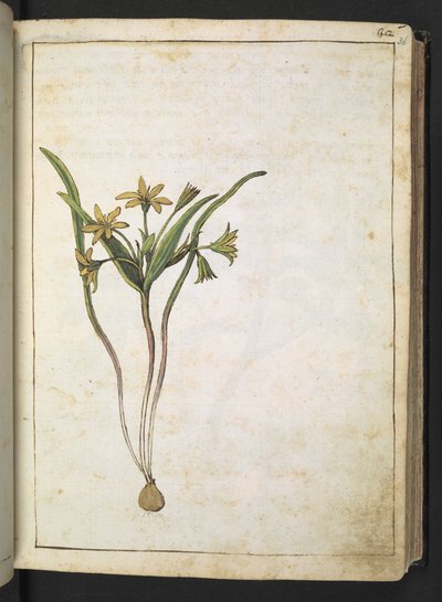 Rostlina se žlutými květy, z "Paintings of Flora of the Roman States" od Gherardo Cibo, Add MS 22333, f036r, c.1564-84 (akvarel a kvaš na papíře) od Gherardo Cibo