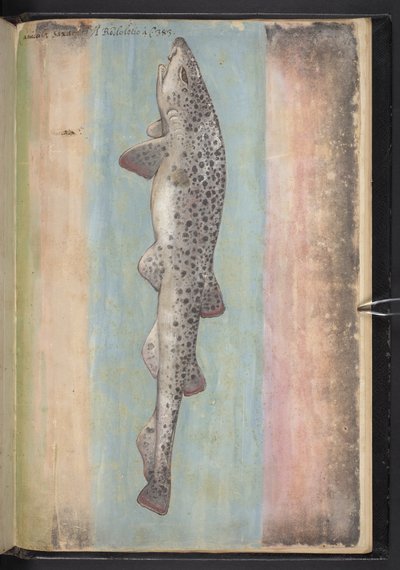 Přidat MS 22333 f.66r, Ryba, z 