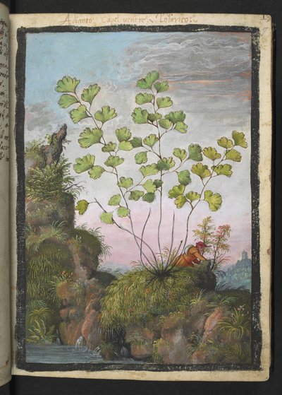 Adiantum capillus-veneris, z "Obrazy flóry římských států" od Gherarda Ciba, Přidat MS 22333, f017r, cca 1564-84 (akvarel a kvaš na papíře) od Gherardo Cibo