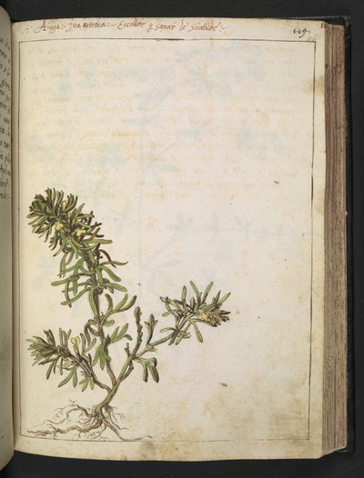 Ajuga chamaepitys: Rostlina se zelenými listy a žlutými květy, z "Paintings of Flora of the Roman States" od Gherardo Cibo, Add MS 22333, f116r, c.1564-84 (akvarel a kvaš na papíře) od Gherardo Cibo