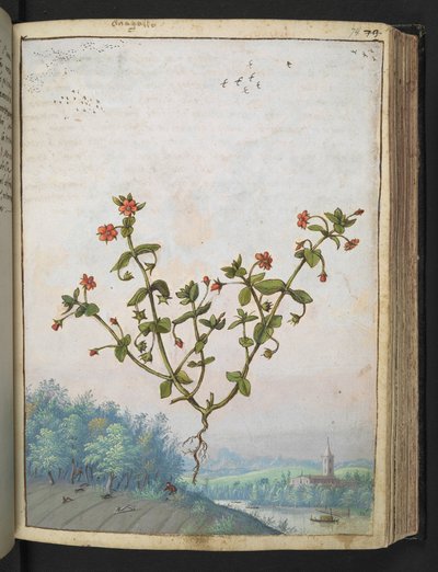 Anagalis arvensis: Rostlina s červenými květy, z "Paintings of Flora of the Roman States" od Gherardo Cibo, Add MS 22333, f074r, c.1564-84 (akvarel a kvaš na papíře) od Gherardo Cibo