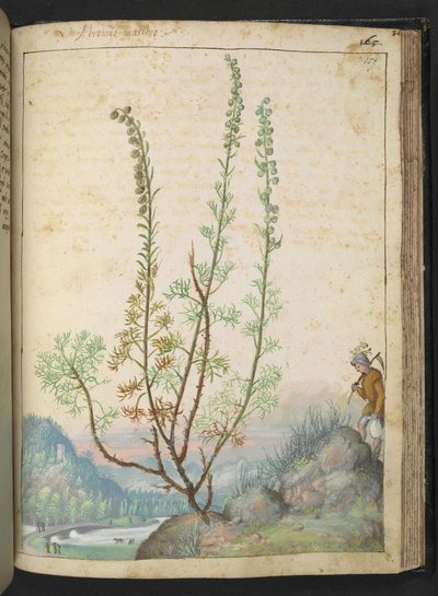 Artemisia abrotanum (jižní dřevo), z "Obrazy flóry římských států" od Gherarda Ciba, Přidat MS 22333, f157r, c.1564-84 (akvarel a kvaš na papíře) od Gherardo Cibo