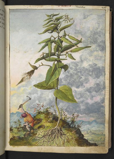 Asclepias, z "Obrazy flóry římských států" od Gherarda Ciba, Přidat MS 22333, f027r, c.1564-84 (akvarel a kvaš na papíře) od Gherardo Cibo