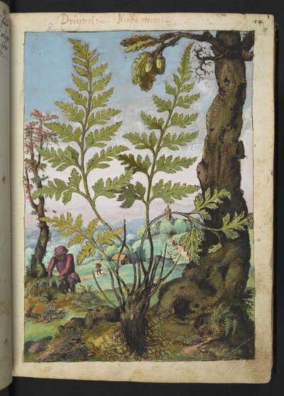 Asplenium adianthum nigrum, z "Obrazy flóry římských států" od Gherarda Ciba, Přidat MS 22333, f018r, c.1564-84 (akvarel a kvaš na papíře) od Gherardo Cibo