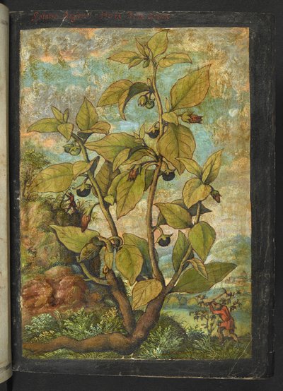 Atropa belladonna nebo Atropa bella-donna, z "Obrazy flóry římských států" od Gherarda Ciba, Přidat MS 22333, f005r, c.1564-84 (akvarel a kvaš na papíře) od Gherardo Cibo