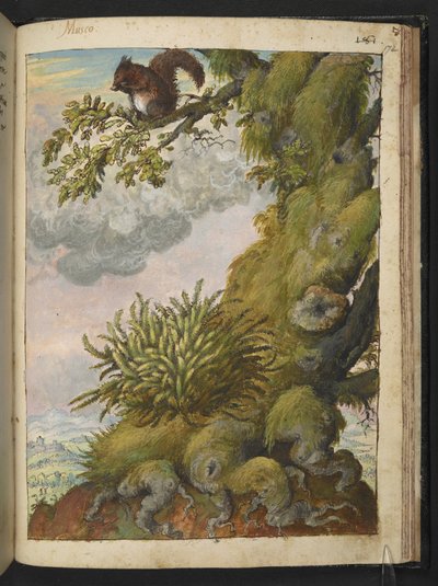 Mechorost (mech) a veverka sedící na větvi stromu, z "Obrazy flóry římských států" od Gherarda Ciba, Přidat MS 22333, f172r, cca 1564-84 (akvarel a kvaš na papíře) od Gherardo Cibo