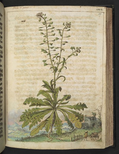 Capsella bursa-pastoris, z "Obrazy flóry římských států" od Gherarda Ciba, Přidat MS 22333, f119r, cca 1564-84 (akvarel a kvaš na papíře) od Gherardo Cibo