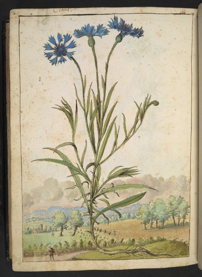 Centaurea cyanus: Květina s modrými okvětními lístky, z "Paintings of Flora of the Roman States" od Gherardo Cibo, Add MS 22333, f177v, c.1564-84 (akvarel a kvaš na papíře) od Gherardo Cibo