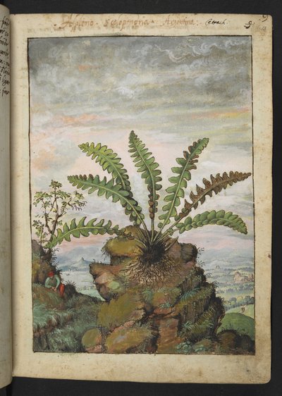 Ceterach officinarum, z "Obrazy flóry římských států" od Gherarda Ciba, Přidat MS 22333, f013r, c.1564-84 (akvarel a kvaš na papíře) od Gherardo Cibo