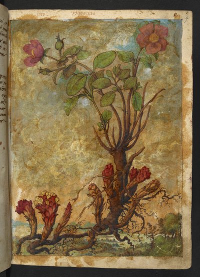 Cytinus hypocistis, z "Obrazy flóry římských států" od Gherarda Ciba, Add MS 22333, f009r, c.1564-84 (akvarel a kvaš na papíře) od Gherardo Cibo